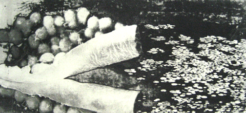 acculturation Andrea Soler